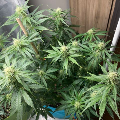 Spotless Mind growlog timeline photo