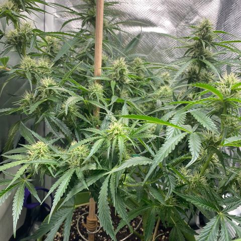 ManBearAlienPig growlog timeline photo