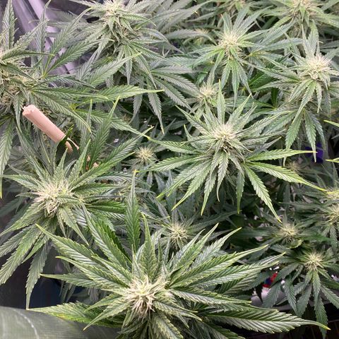 Spotless Mind growlog timeline photo