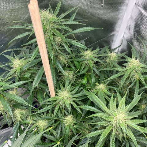 ManBearAlienPig growlog timeline photo