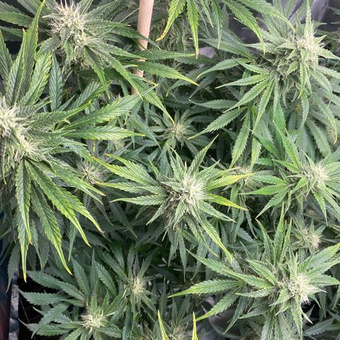 Spotless Mind growlog timeline photo