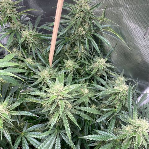 ManBearAlienPig growlog timeline photo