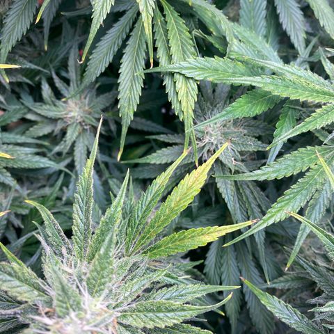 Spotless Mind growlog timeline photo