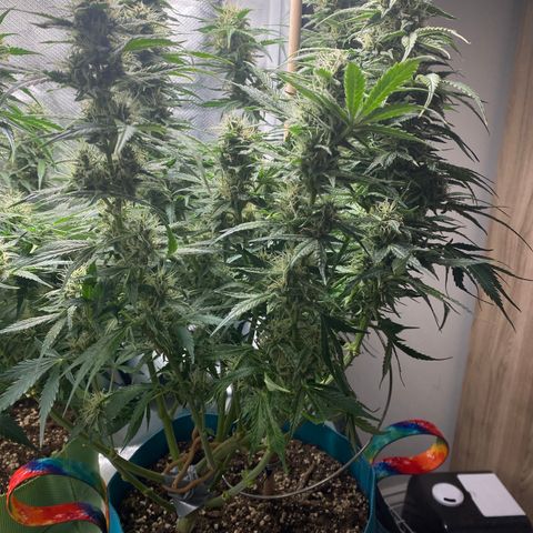 Spotless Mind growlog timeline photo