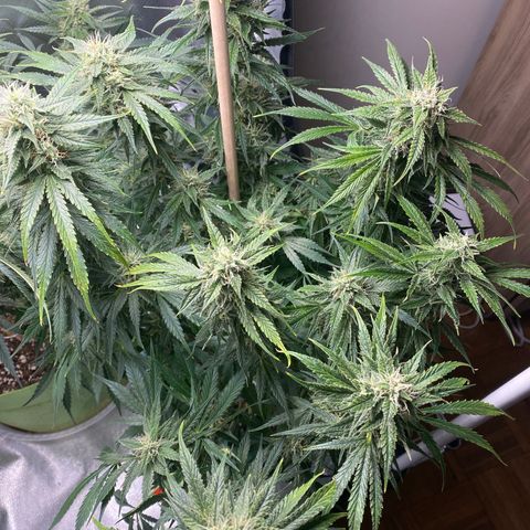Spotless Mind growlog timeline photo