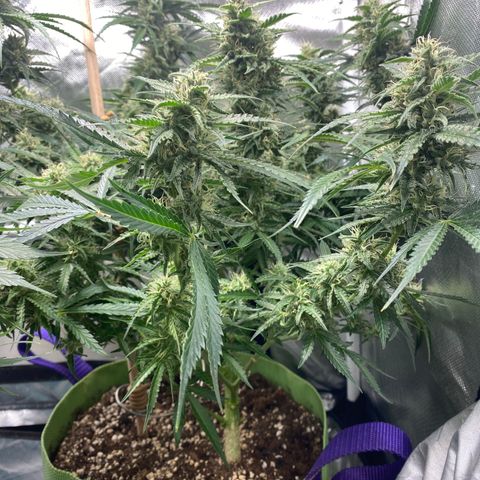 ManBearAlienPig growlog timeline photo