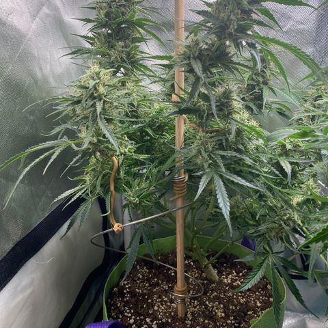 ManBearAlienPig growlog timeline photo