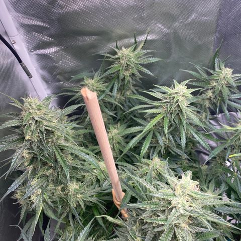 ManBearAlienPig growlog timeline photo