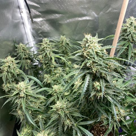 ManBearAlienPig growlog timeline photo