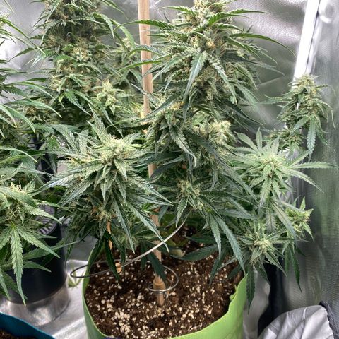 ManBearAlienPig growlog timeline photo