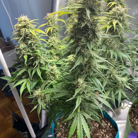 Spotless Mind growlog timeline photo