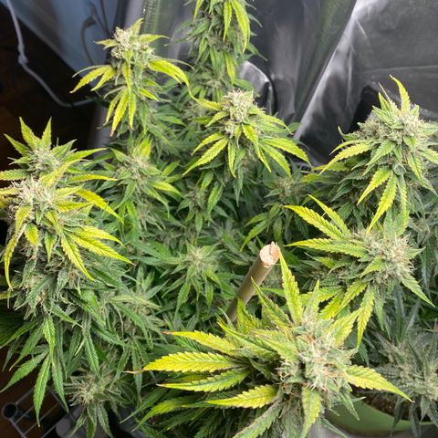 Spotless Mind growlog timeline photo