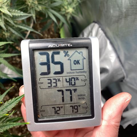 ManBearAlienPig growlog timeline photo