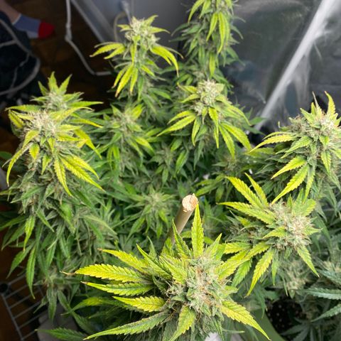 Spotless Mind growlog timeline photo