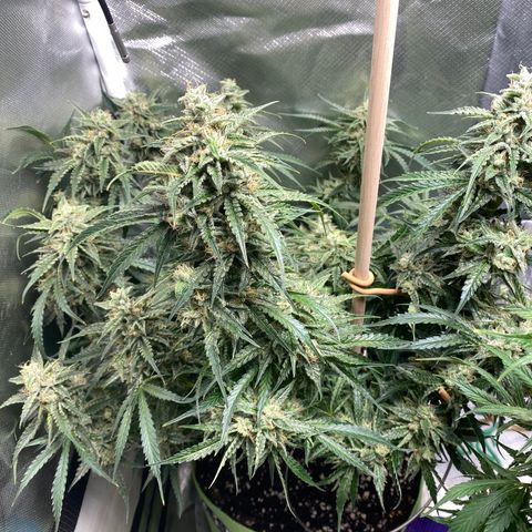ManBearAlienPig growlog timeline photo