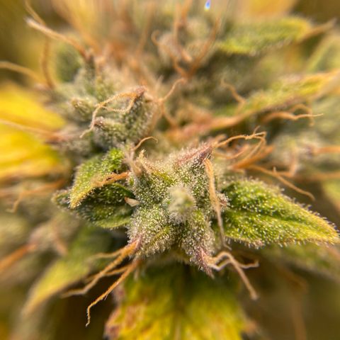 Spotless Mind growlog timeline photo