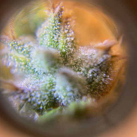 Spotless Mind growlog timeline photo