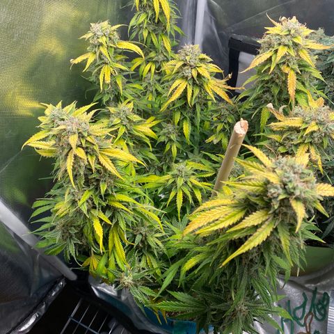 Spotless Mind growlog timeline photo