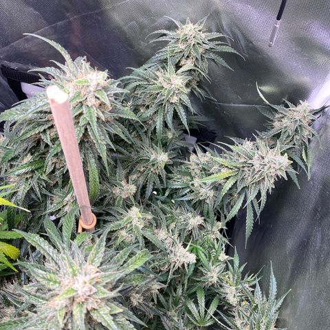 ManBearAlienPig growlog timeline photo