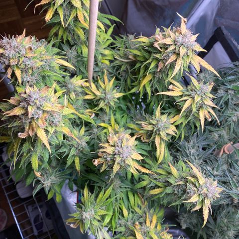 Spotless Mind growlog timeline photo