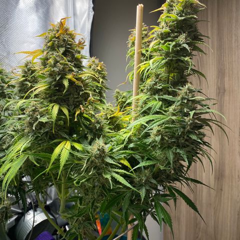 Spotless Mind growlog timeline photo