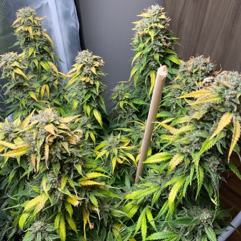 Spotless Mind growlog timeline photo