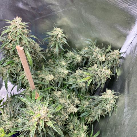ManBearAlienPig growlog timeline photo