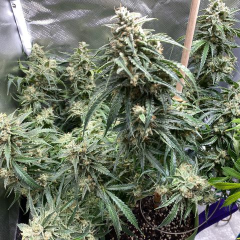 ManBearAlienPig growlog timeline photo