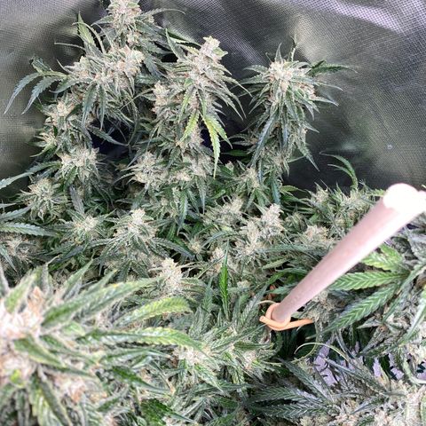 ManBearAlienPig growlog timeline photo