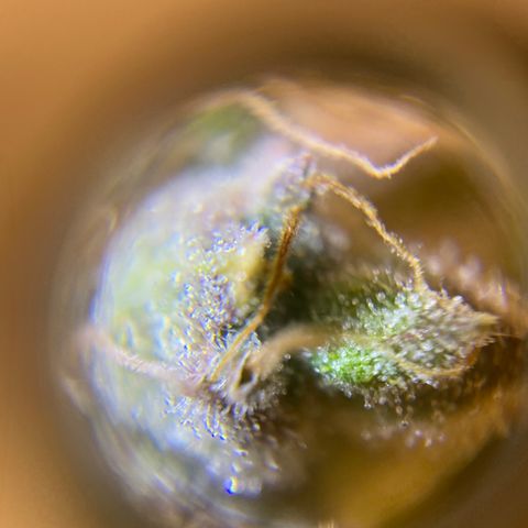 Spotless Mind growlog timeline photo