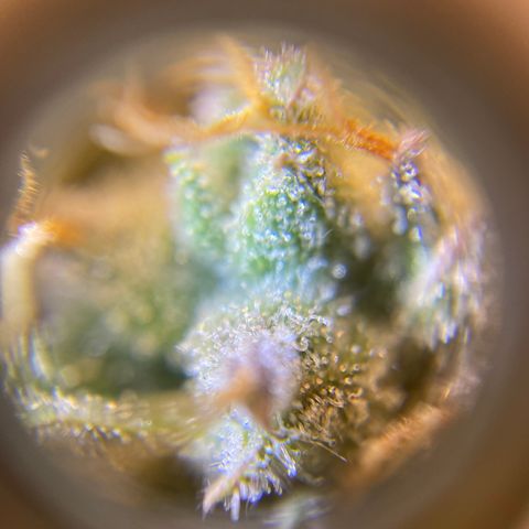 Spotless Mind growlog timeline photo