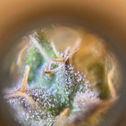 Spotless Mind growlog timeline photo