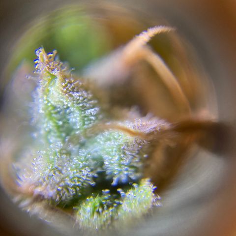 Spotless Mind growlog timeline photo