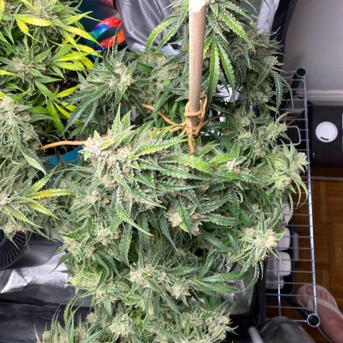 ManBearAlienPig growlog timeline photo