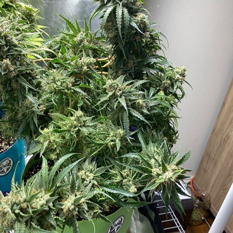 ManBearAlienPig growlog timeline photo