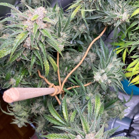 ManBearAlienPig growlog timeline photo