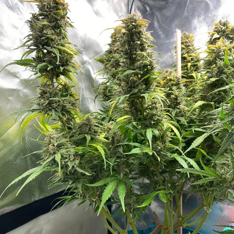 Spotless Mind growlog timeline photo