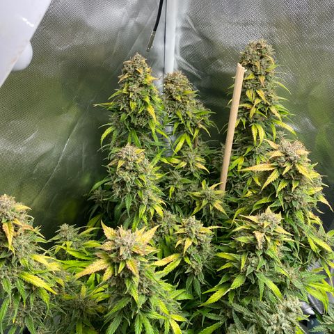 Spotless Mind growlog timeline photo