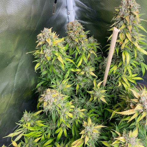 Spotless Mind growlog timeline photo