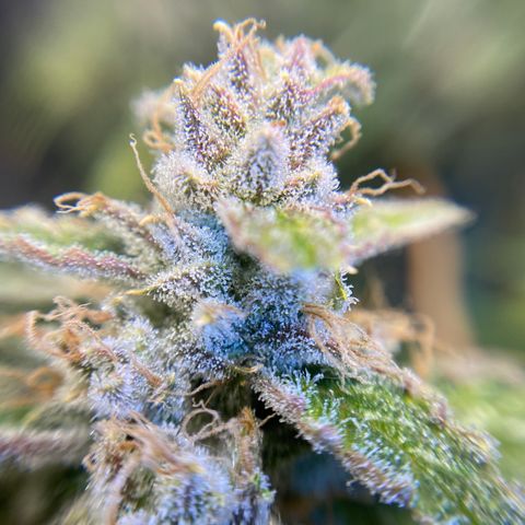 ManBearAlienPig growlog timeline photo