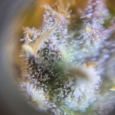 ManBearAlienPig growlog timeline photo