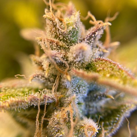 ManBearAlienPig growlog timeline photo