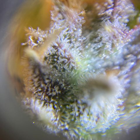 ManBearAlienPig growlog timeline photo