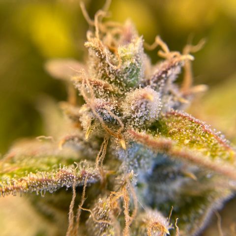 ManBearAlienPig growlog timeline photo