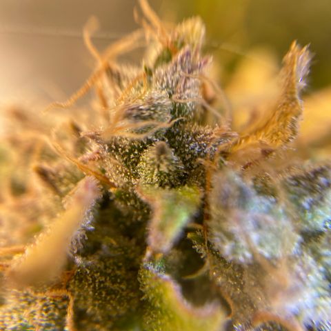 Spotless Mind growlog timeline photo