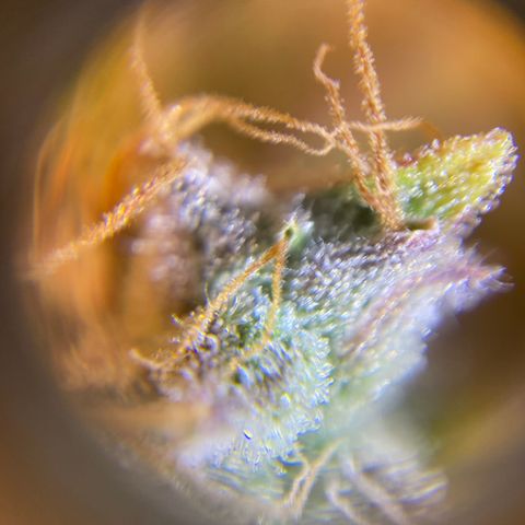 Spotless Mind growlog timeline photo