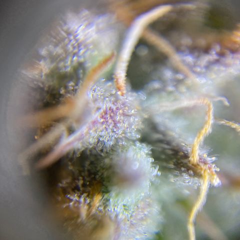 Spotless Mind growlog timeline photo