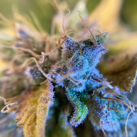 Spotless Mind growlog timeline photo