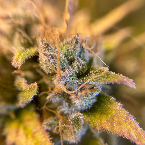 Spotless Mind growlog timeline photo