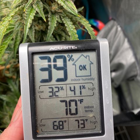 ManBearAlienPig growlog timeline photo